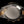 Rolex Cosmograph Daytona 116523 Silver and Gold Oyster Bracelet with Gold Bezel